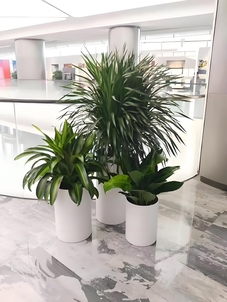 余姚盆景租摆价格实惠，开启美好绿植时光！